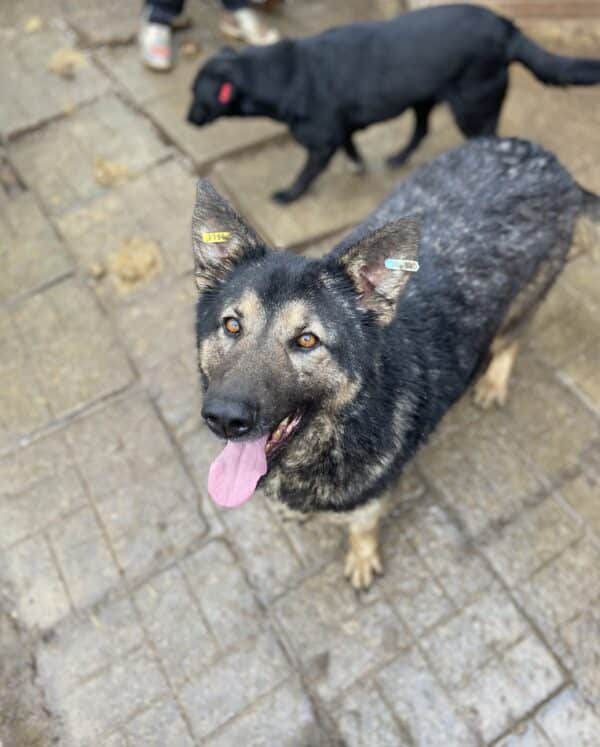 LILLA - seelischer Notfall - reserviert Betty  - vermittelt