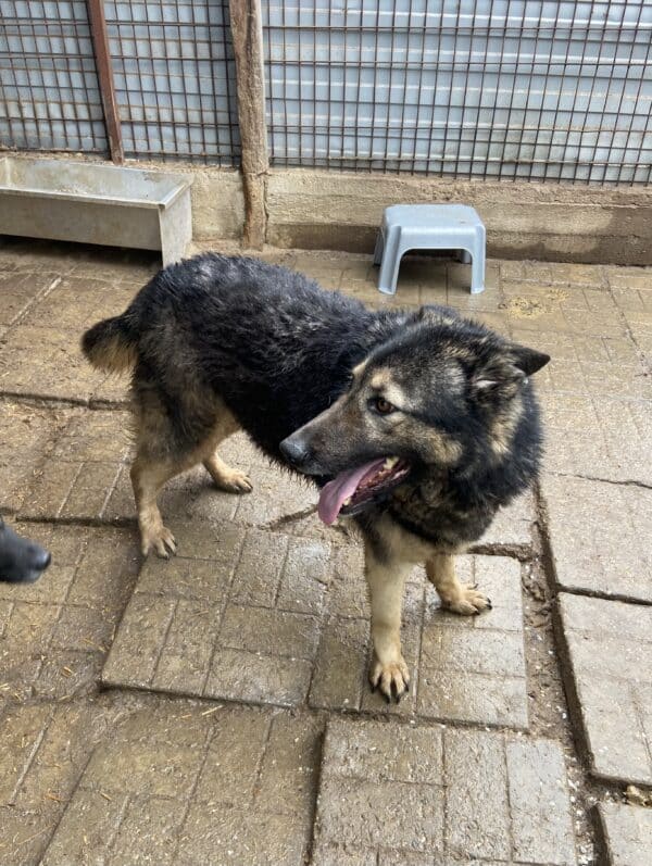 LILLA - seelischer Notfall - reserviert Betty  - vermittelt – Bild 5