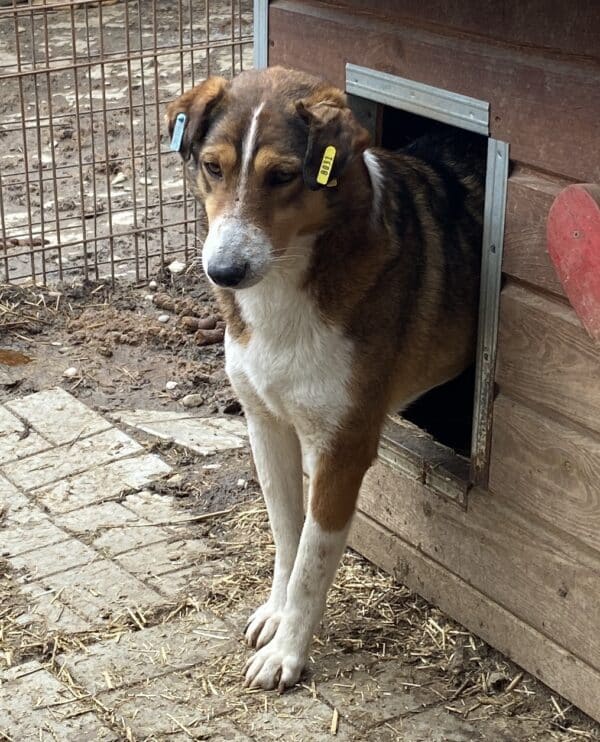 PEBBLES - vermisst 11/24 – Bild 8