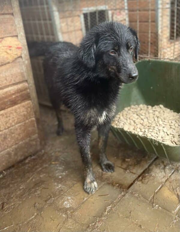 SIENNA (♀) – Bild 6
