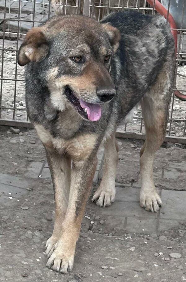 ILAY (♂) – Bild 6
