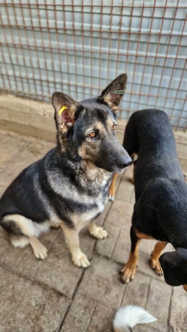 LILLA - seelischer Notfall - reserviert Betty  - vermittelt – Bild 10