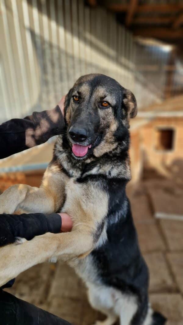 LILLA - seelischer Notfall - reserviert Betty  - vermittelt – Bild 8