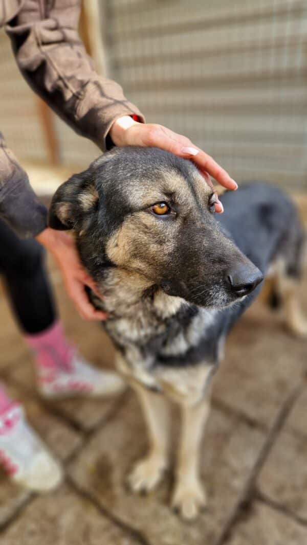 LILLA - seelischer Notfall - reserviert Betty  - vermittelt – Bild 9