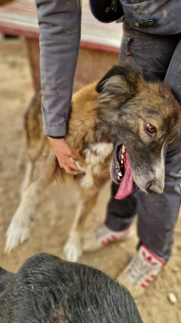 SANYA (♀) – Bild 6