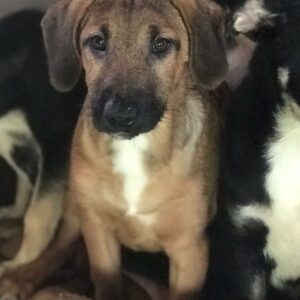 LENTJE - reserviert Betty - vermittelt