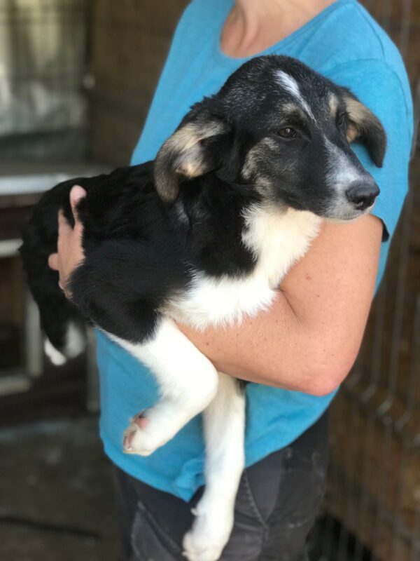 TOVI - bereits unsicher - reserviert Betty - vermittelt – Bild 3
