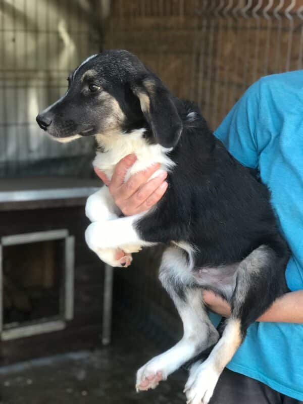 TOVI - bereits unsicher - reserviert Betty - vermittelt – Bild 2