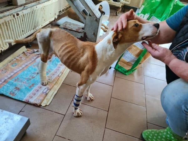 JUBINA - Notfall - reserviert Betty vermittelt – Bild 7