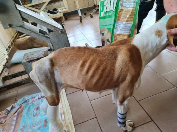 JUBINA - Notfall - reserviert Betty vermittelt – Bild 5