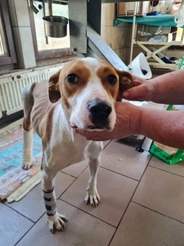 JUBINA - Notfall - reserviert Betty vermittelt – Bild 6