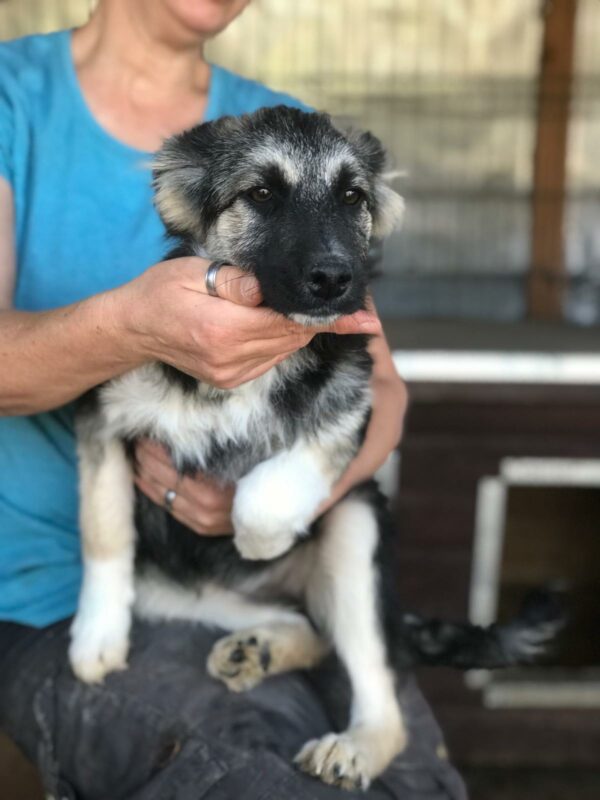 AMELIE (♀) - vermittelt NH – Bild 4