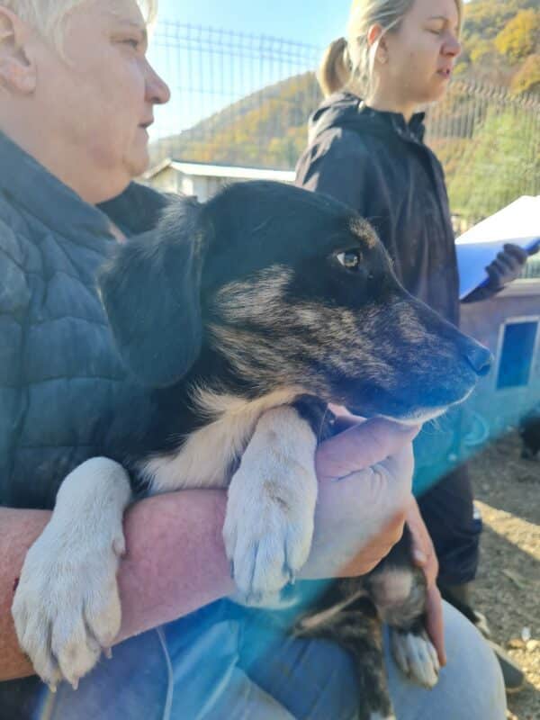 FUSSILI - reserviert JW - vermittelt – Bild 3