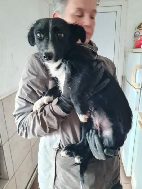 ITCHY - auf Pflegestelle in PLZ 24 - vermittelt – Bild 6