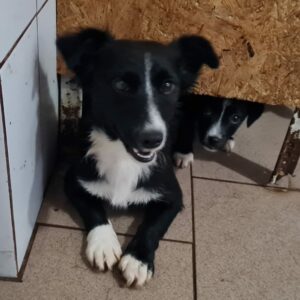 ITCHY - auf Pflegestelle in PLZ 24 - vermittelt
