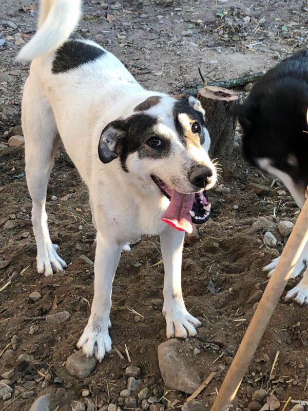 RUPERT - reserviert ELIZA/ Orga 10.03. - vermittelt