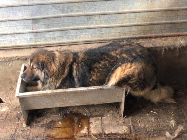GWENY - ausgereist zu Tiere in Not Odenwald e.V. – Bild 15