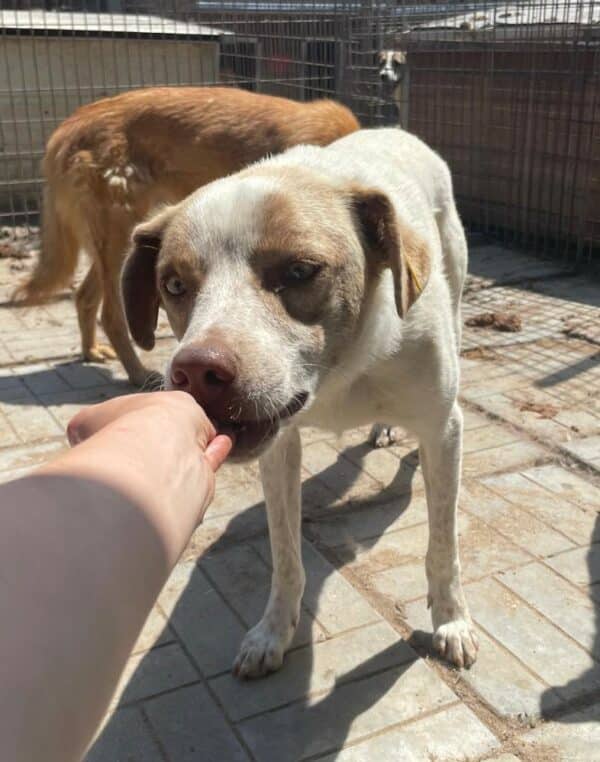 TITOS (♂) – Bild 2
