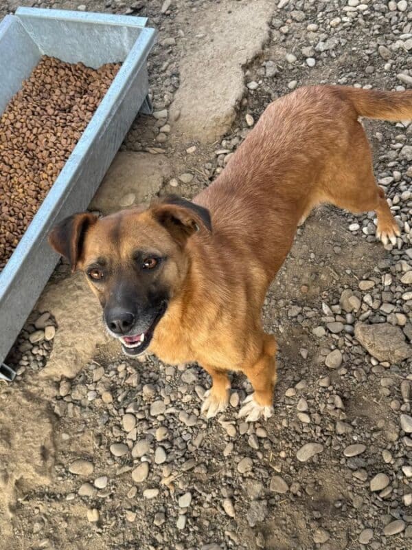 HELIA (♀) - ausgereist zu Tiere in Not Odenwald (PM) – Bild 3