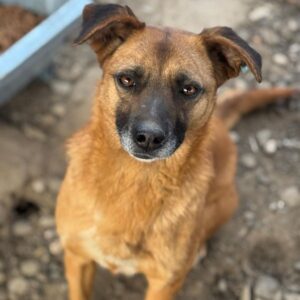 HELIA (♀) - ausgereist zu Tiere in Not Odenwald (PM)