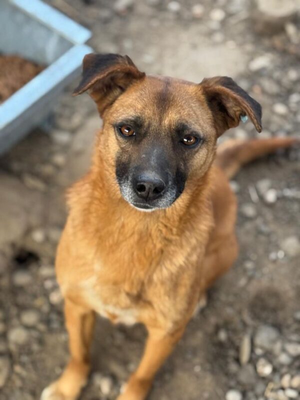 HELIA (♀) - ausgereist zu Tiere in Not Odenwald (PM)