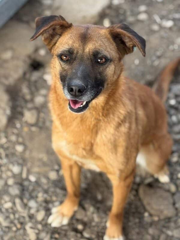 HELIA (♀) - ausgereist zu Tiere in Not Odenwald (PM) – Bild 2