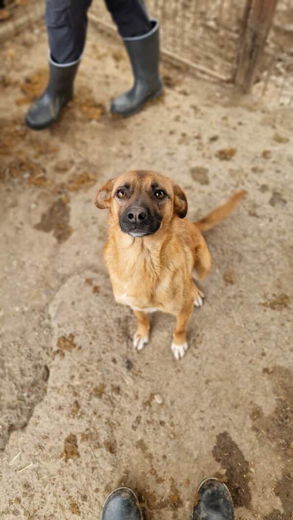 HELIA (♀) - ausgereist zu Tiere in Not Odenwald (PM) – Bild 11