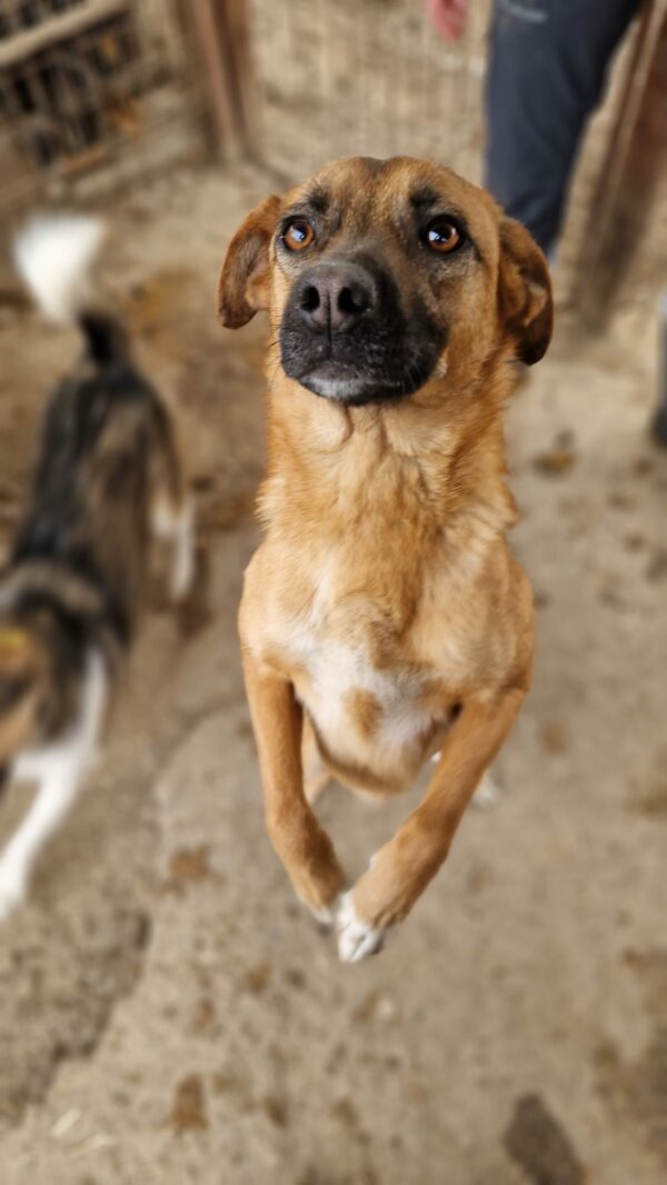 HELIA (♀) - ausgereist zu Tiere in Not Odenwald (PM) – Bild 10