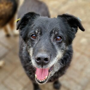 YORU - reserviert Betty  - vermittelt