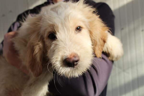 FEENEY - in Klinik 01/23 - reserviert Hundescheune Fläming - vermittelt