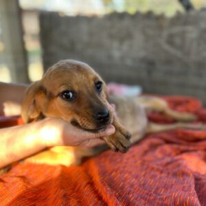 TINKA - reserviert TINO vermittelt