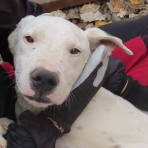 GRACE - reserviert Tierhilfe Lebenswert DR 16.11. - vermittelt