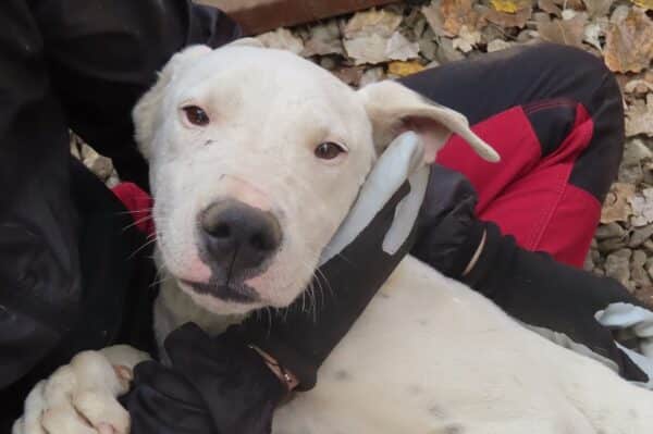 GRACE - reserviert Tierhilfe Lebenswert DR 16.11. - vermittelt