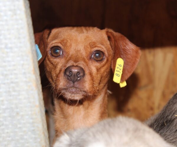 BARBARELLA - reserviert Tierhilfe Lebenswert DR 04.11. - vermittelt – Bild 2