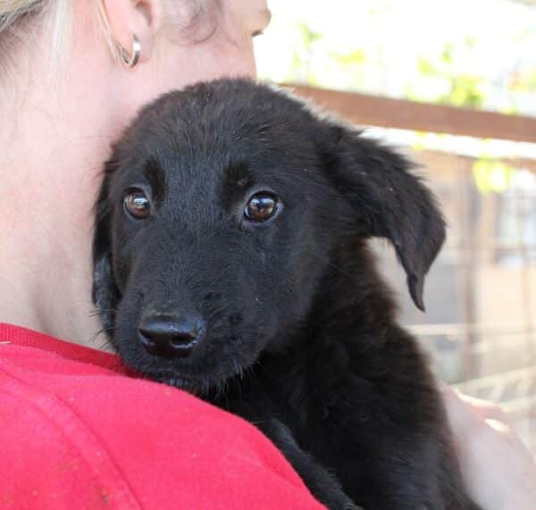 ANTONJU - reserviert Hundescheune Fläming - vermittelt