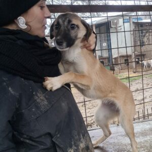 YAMILA - reserviert JW - vermittelt