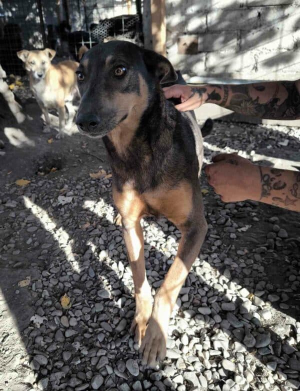 MARIANKA (♀) - seit mind. 2022 im Shelter - humpelt (10/24) - ausgereist zur Tierhilfe Lebenswert DR 11.04.25 – Bild 3