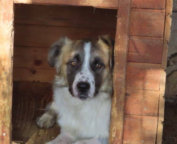 GRIVEI (♂) - seit 2022 im Shelter - ausgereist zur Tierhilfe Lebenswert DR 19.09.25 – Bild 17