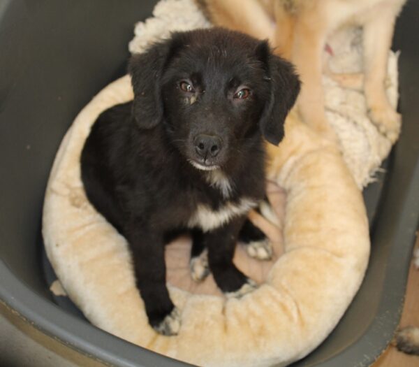 FREYA - reserviert Tierhilfe Lebenswert (17.11.) - vermittelt – Bild 3