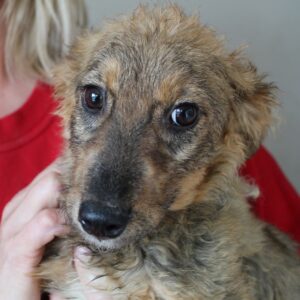 RAVI - reserviert Tierhilfe Lebenswert DR 08.11. - vermittelt