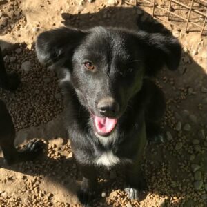 TEESA - reserviert Tierhilfe Lebenswert DR 13.04. - vermittelt