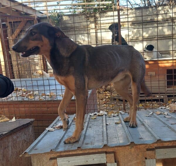 MARIANKA (♀) - seit mind. 2022 im Shelter - humpelt (10/24) - ausgereist zur Tierhilfe Lebenswert DR 11.04.25 – Bild 18
