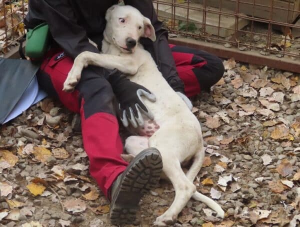 GRACE - reserviert Tierhilfe Lebenswert DR 16.11. - vermittelt – Bild 2