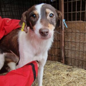 MON CHERIE - reserviert NadineH  - vermittelt