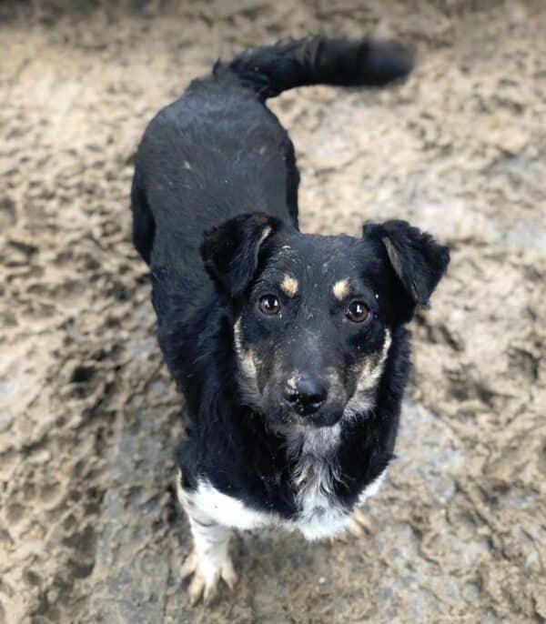 FINNY - reserviert TH Limburg  - vermittelt – Bild 2