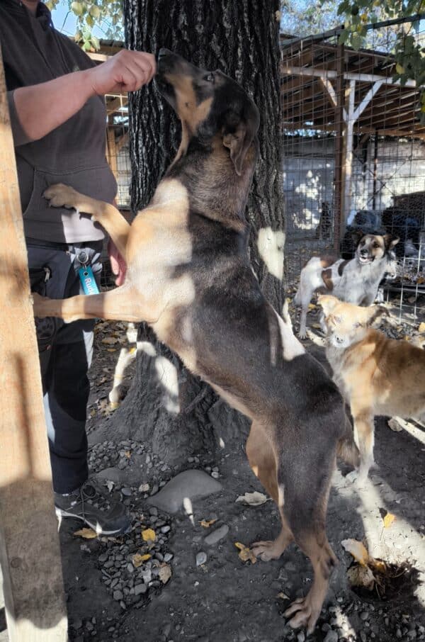 MARIANKA (♀) - seit mind. 2022 im Shelter - humpelt (10/24) - ausgereist zur Tierhilfe Lebenswert DR 11.04.25 – Bild 17