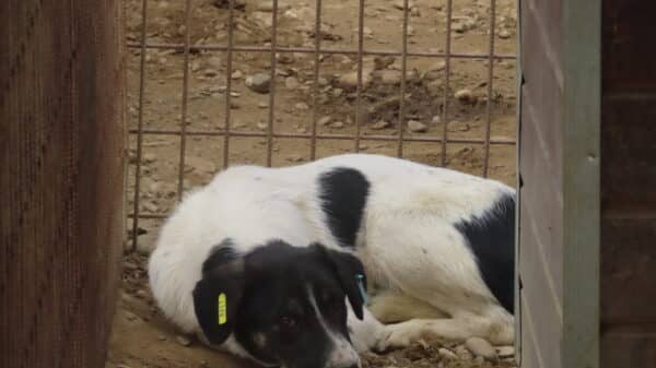RAMONA (♀) – Bild 5