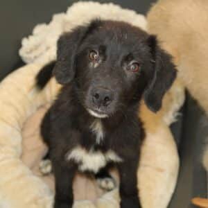 FREYA - reserviert Tierhilfe Lebenswert (17.11.) - vermittelt