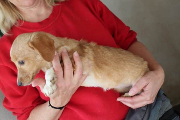 LANA  - reserviert Tierhilfe Lebenswert DR 05.11. - vermittelt – Bild 2