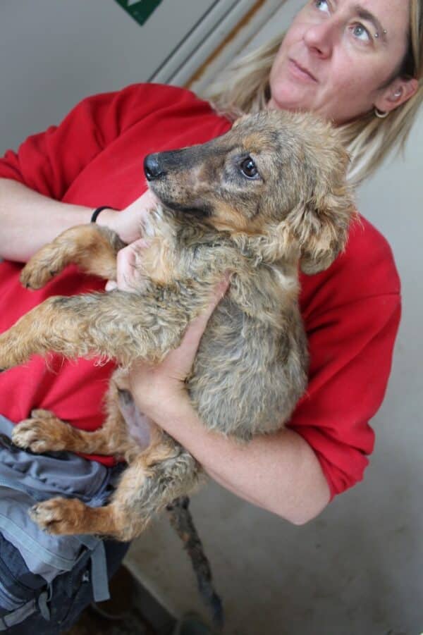 RAVI - reserviert Tierhilfe Lebenswert DR 08.11. - vermittelt – Bild 2